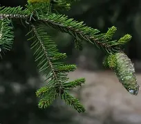 jiuyou-c1212是什么